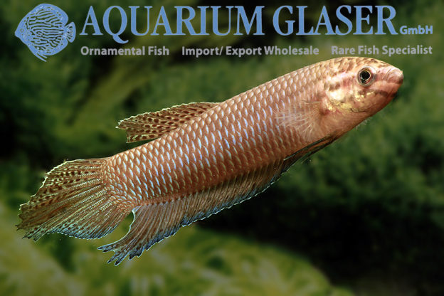 Betta simorum - Aquarium Glaser GmbH