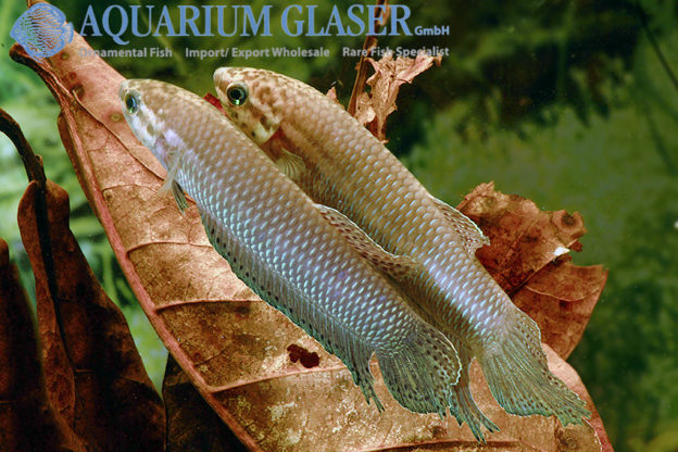 Betta simorum - Aquarium Glaser GmbH