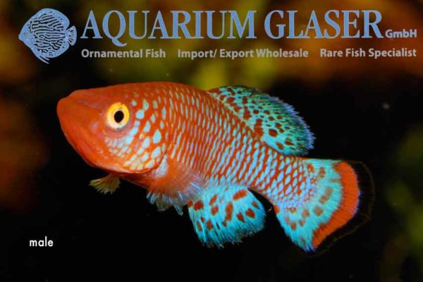 Nothobranchius rachovii Aquarium Glaser GmbH