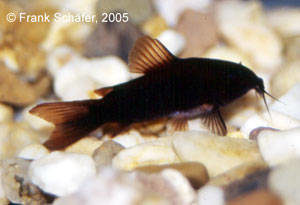 Corydoras sp. BLACK VENEZUELA