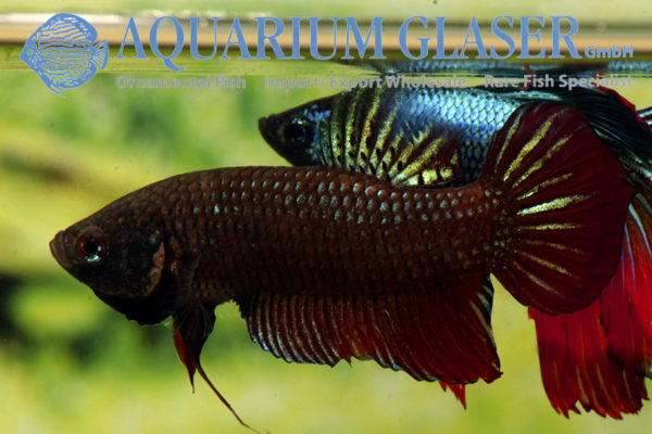 Betta splendens Wild - Aquarium Glaser GmbH