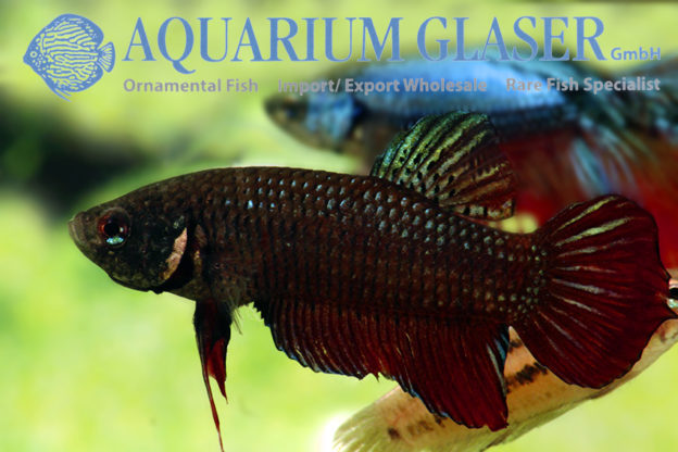 Betta splendens Wild - Aquarium Glaser GmbH