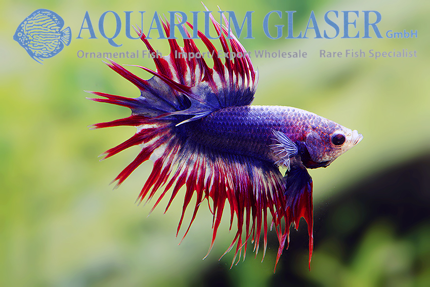 King Crowntail Yellow Bandung Betta Fish Betta Fish Betta Beta Fish