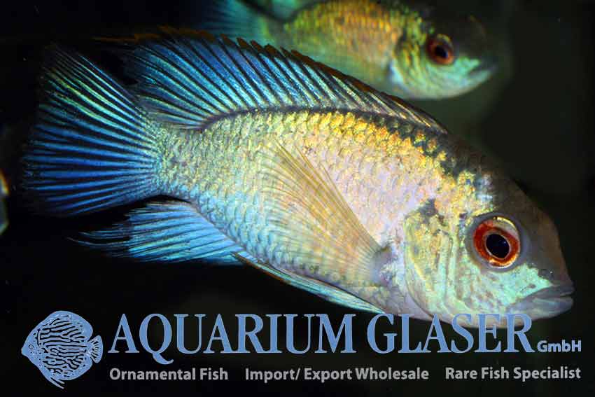 www.aquariumglaser.de