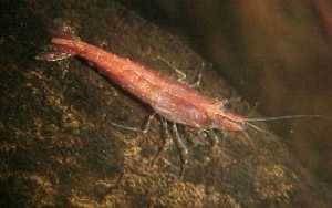 Neocaridina sp FIRE/CHERRY