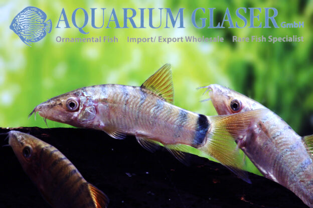 Yasuhikotakia modesta - Aquarium Glaser GmbH