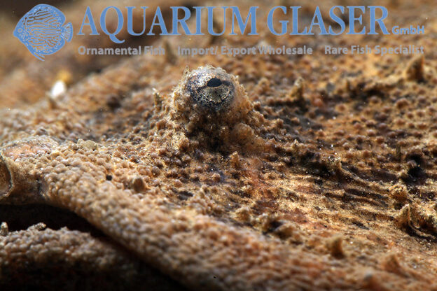 Chaca chaca - Aquarium Glaser GmbH