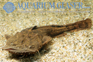Chaca chaca - Aquarium Glaser GmbH