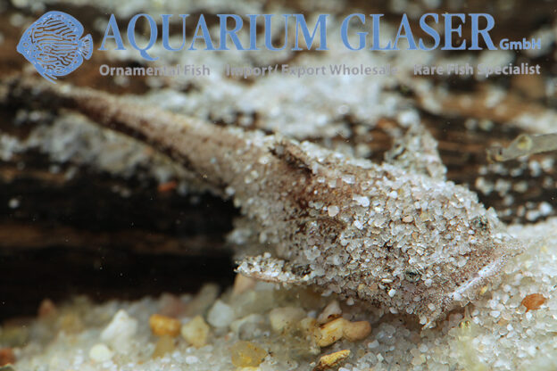Chaca chaca NACHZUCHTEN - Aquarium Glaser GmbH
