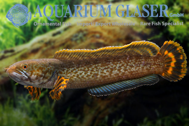 Channa brunnea Aquarium Glaser GmbH