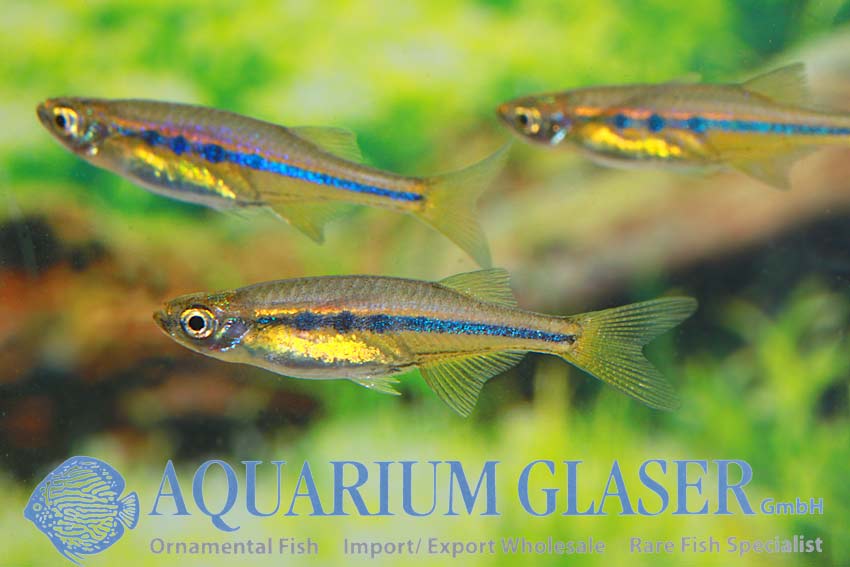 Chela dadiburjori (= Laubuca dadiburjori) Aquarium Glaser GmbH