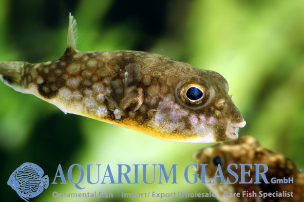 Chelonodon patoca Aquarium Glaser GmbH