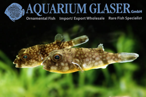 Chelonodon patoca Aquarium Glaser GmbH