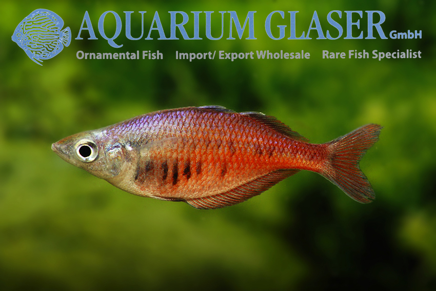 Chilatherina Sentaniensis Aquarium Glaser GmbH Chilatherina Sentaniensis Aquarium Glaser GmbH
