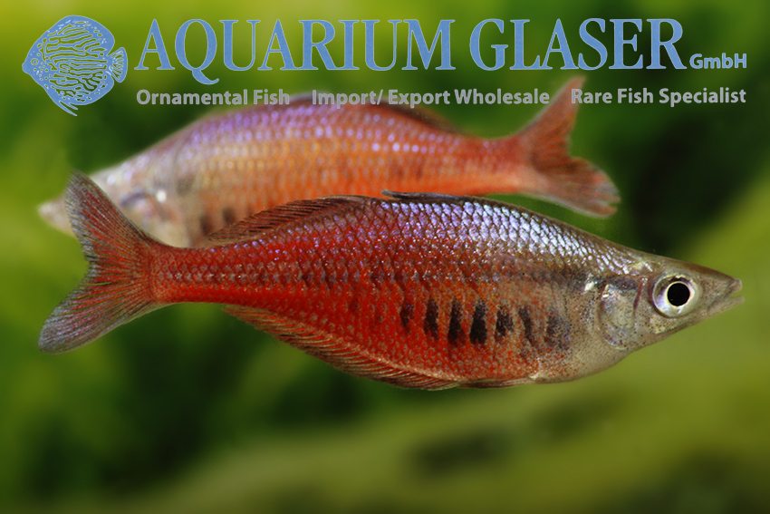 Chilatherina Sentaniensis Aquarium Glaser GmbH Chilatherina Sentaniensis Aquarium Glaser GmbH