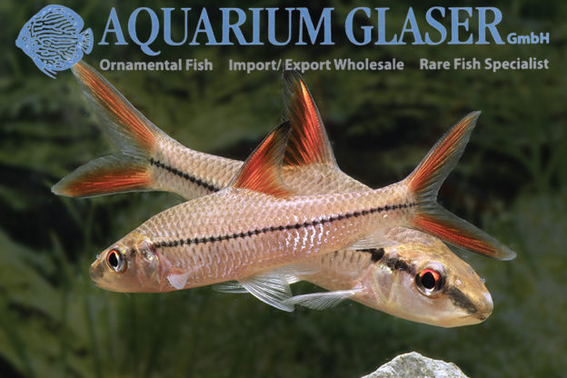 Cyclocheilichthys janthochir Aquarium Glaser GmbH