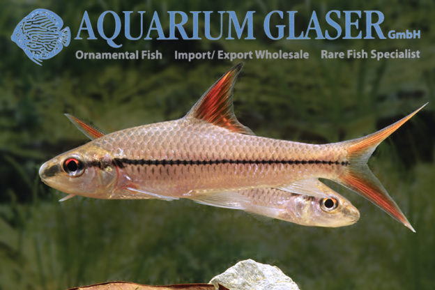 Cyclocheilichthys janthochir Aquarium Glaser GmbH