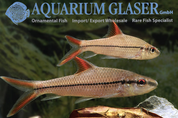 Cyclocheilichthys janthochir Aquarium Glaser GmbH