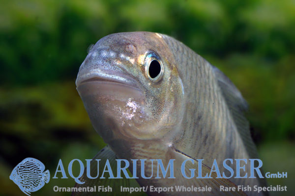 Cyprinion semiplotum Aquarium Glaser GmbH