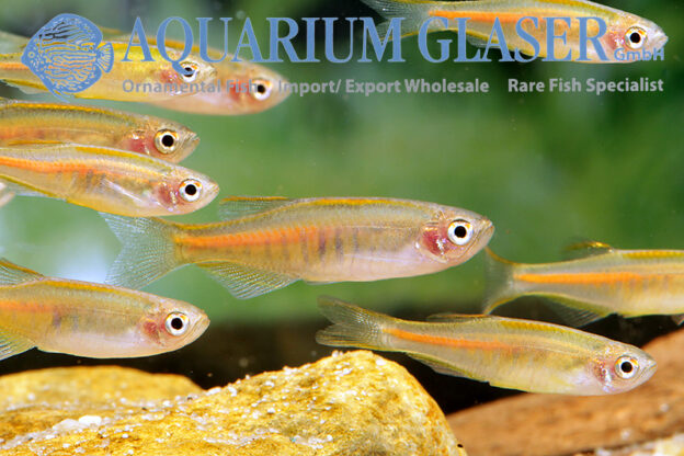 Danio choprae ( = Danio choprai) Aquarium Glaser GmbH