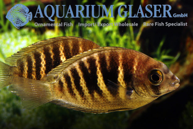 Etroplus canarensis Aquarium Glaser GmbH