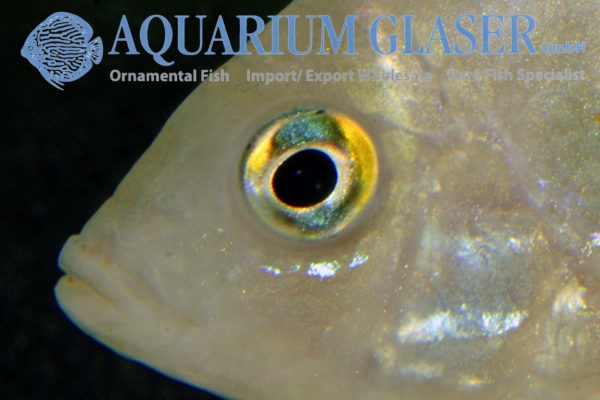 Etroplus maculatus - Aquarium Glaser GmbH