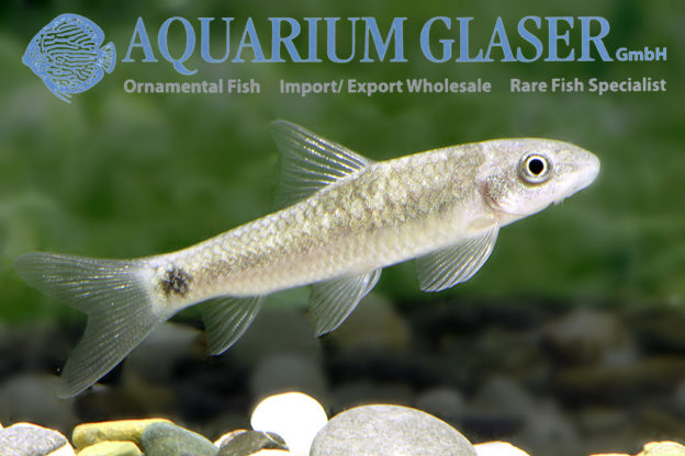 Garra lissorhynchus Aquarium Glaser GmbH