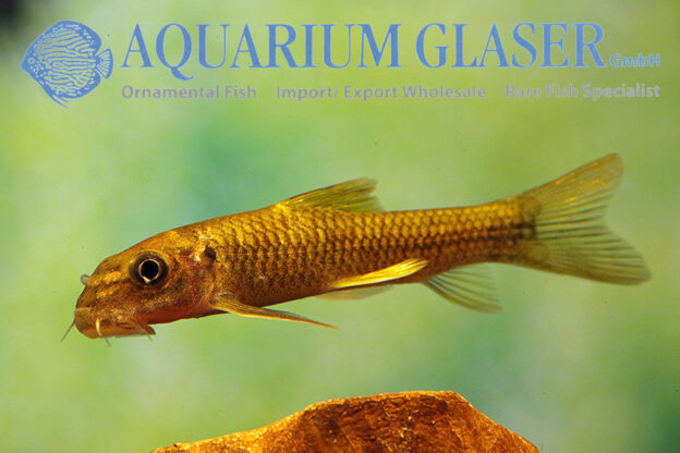 Garra ceylonensis Aquarium Glaser GmbH