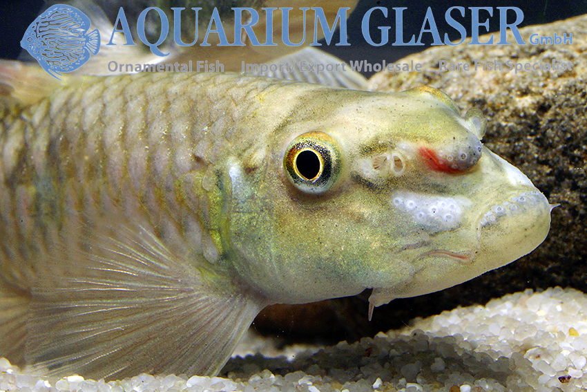 Garra sp. Sunset-Goldscale - Aquarium Glaser GmbH