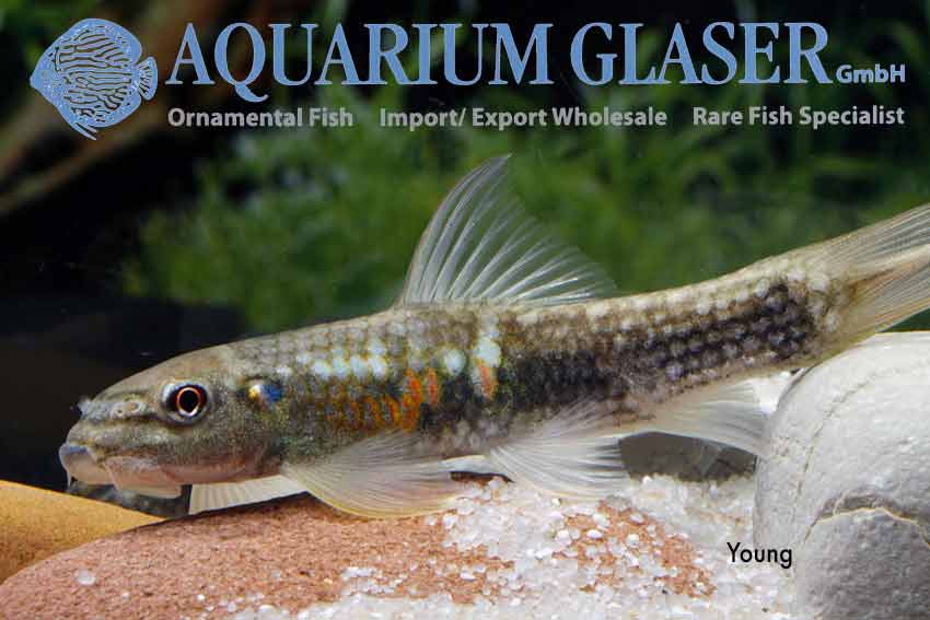 Garra sp. SunsetGoldscale Aquarium Glaser GmbH