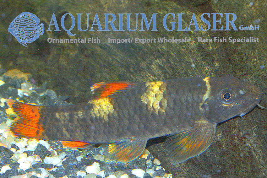 Garra flavatra Aquarium Glaser GmbH