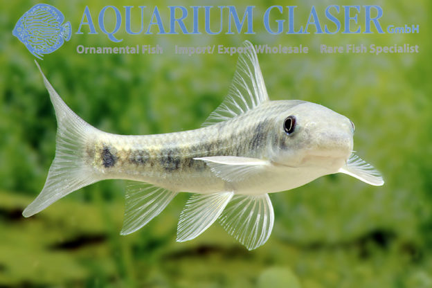 Garra spilota Aquarium Glaser GmbH