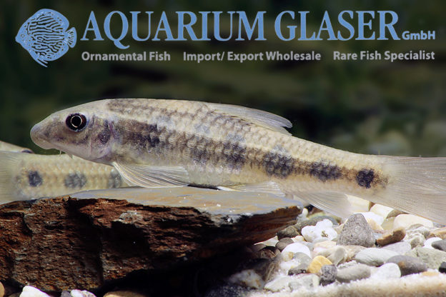 Garra spilota Aquarium Glaser GmbH