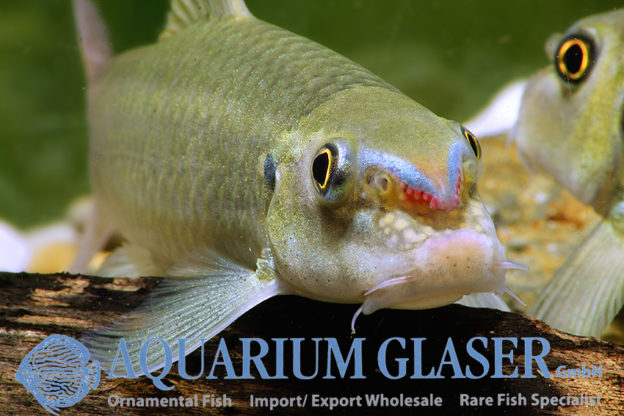 Garra Aquarium Glaser GmbH