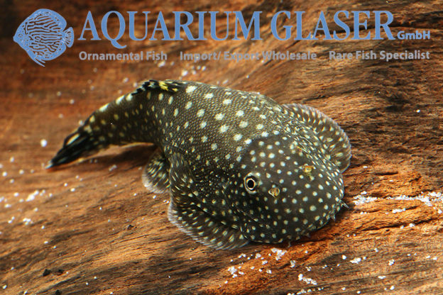 Gastromyzon „punctulatus“ Aquarium Glaser GmbH