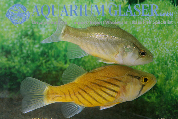 Glossamia wichmanni Aquarium Glaser GmbH