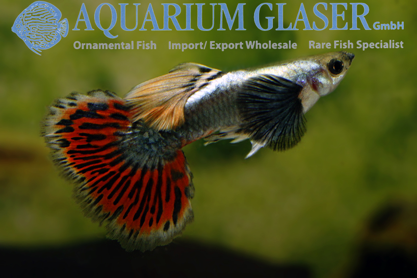 Elephant ear sales guppy