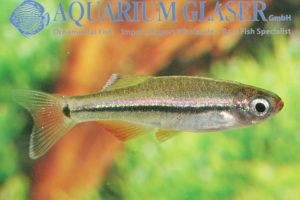 Tanichthys micagemmae – Zwergkardinälchen