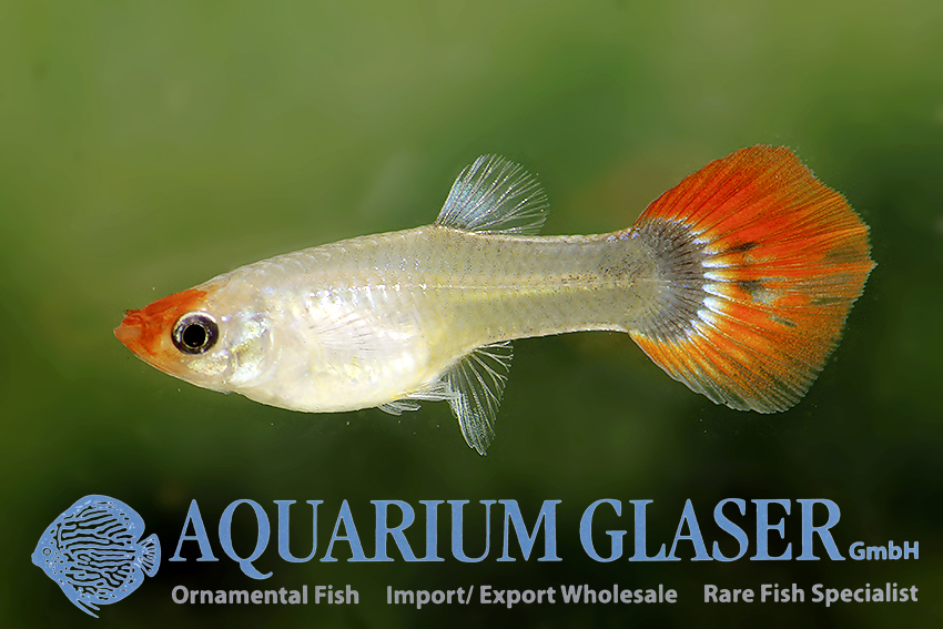 Sydøst katalog Dekan New highly selected guppys: Koi Red Tuxedo Red Nose and Full Black -  Aquarium Glaser GmbH