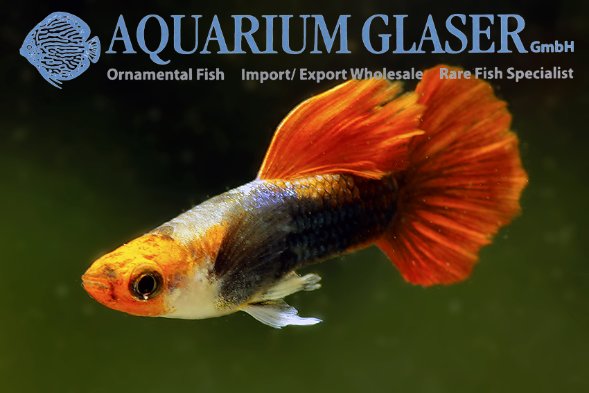 Sydøst katalog Dekan New highly selected guppys: Koi Red Tuxedo Red Nose and Full Black -  Aquarium Glaser GmbH