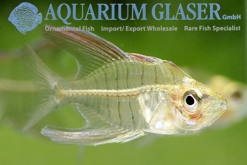 Freshwater glass best sale fish