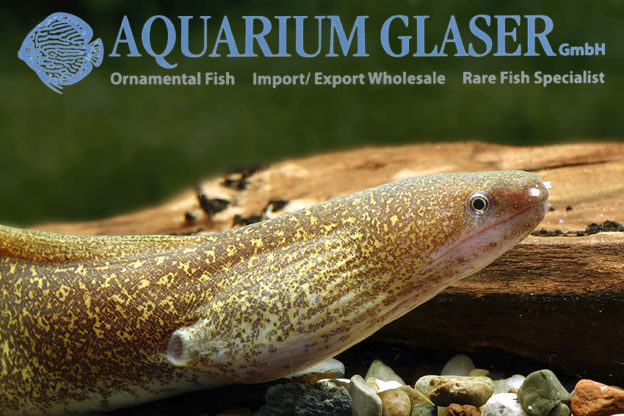 Gymnothorax tile Aquarium Glaser GmbH