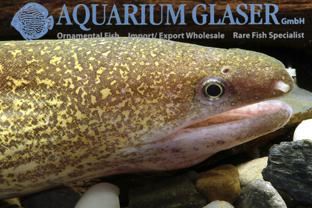 Gymnothorax tile Aquarium Glaser GmbH