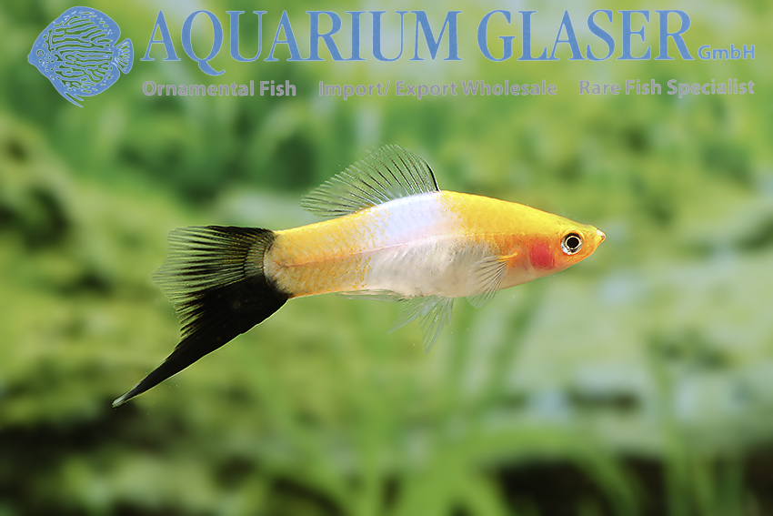 Xiphophorus hellerii Wagtail Red White - Aquarium Glaser GmbH