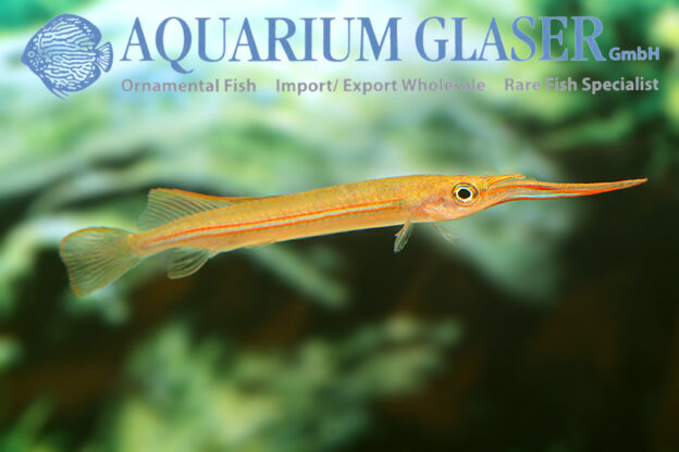 Hemirhamphodon phaiosoma Aquarium Glaser GmbH