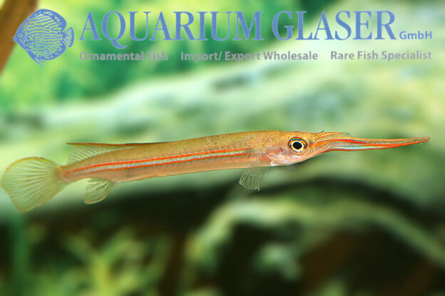 Hemirhamphodon phaiosoma Aquarium Glaser GmbH