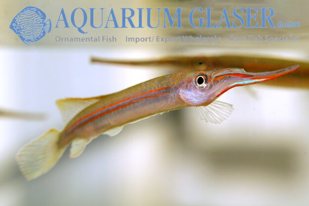 Hemirhamphodon phaiosoma Aquarium Glaser GmbH