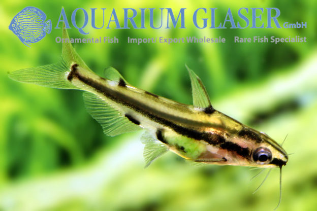 Hyalobagrus flavus Aquarium Glaser GmbH