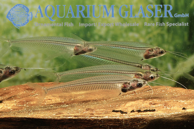 10e. Catfishes from Asia - Aquarium Glaser GmbH