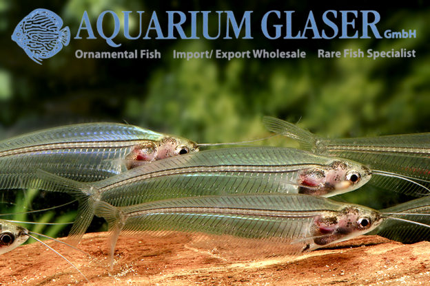 10e. Catfishes from Asia - Aquarium Glaser GmbH